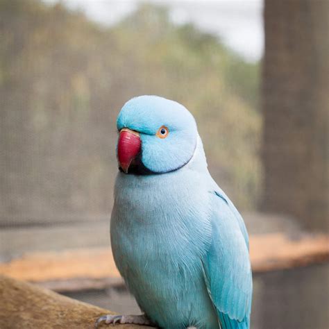 papagaio ring neck
